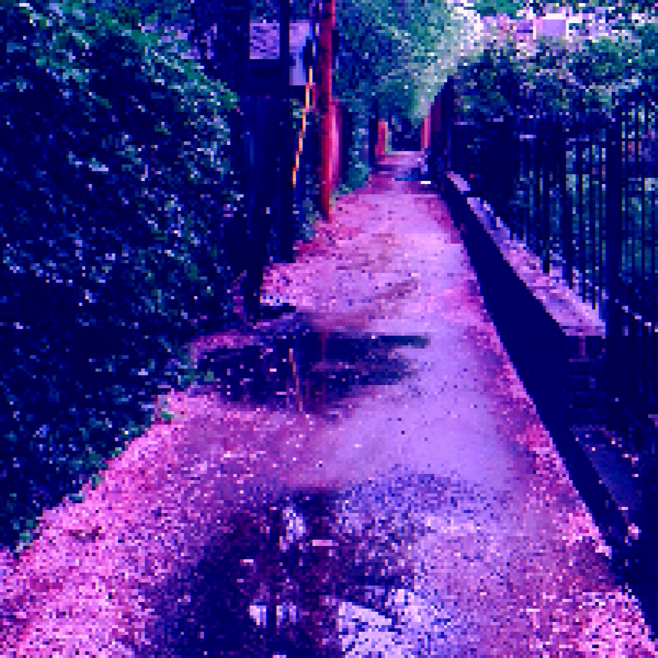 A path showing a gate, lots of overgrown greenery and pink petals strewn about on the sidewalk. It appears as if it has just rained, as there are a few puddles around.